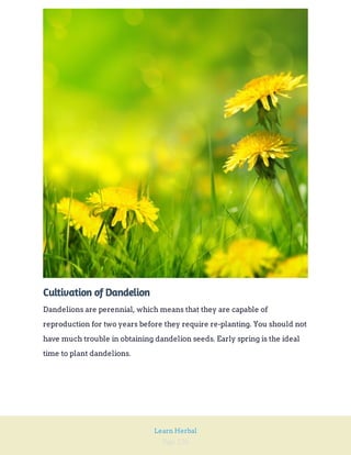 Page 126
Learn Herbal
Cultivation of Dandelion
Dandelions are perennial, which means that they are capable of
reproduction for two years before they require re-planting. You should not
have much trouble in obtaining dandelion seeds. Early spring is the ideal
time to plant dandelions.
 