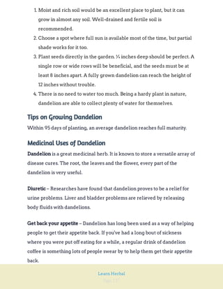 Page 127
Learn Herbal
1. Moist and rich soil would be an excellent place to plant, but it can
grow in almost any soil. Well-drained and fertile soil is
recommended.
2. Choose a spot where full sun is available most of the time, but partial
shade works for it too.
3. Plant seeds directly in the garden. ¼ inches deep should be perfect. A
single row or wide rows will be beneficial, and the seeds must be at
least 8 inches apart. A fully grown dandelion can reach the height of
12 inches without trouble.
4. There is no need to water too much. Being a hardy plant in nature,
dandelion are able to collect plenty of water for themselves.
Tips on Growing Dandelion
Within 95 days of planting, an average dandelion reaches full maturity.
Medicinal Uses of Dandelion
is a great medicinal herb. It is known to store a versatile array of
disease cures. The root, the leaves and the flower, every part of the
dandelion is very useful.
Dandelion
– Researches have found that dandelion proves to be a relief for
urine problems. Liver and bladder problems are relieved by releasing
body fluids with dandelions.
Diuretic
– Dandelion has long been used as a way of helping
people to get their appetite back. If you've had a long bout of sickness
where you were put off eating for a while, a regular drink of dandelion
coffee is something lots of people swear by to help them get their appetite
back.
Get back your appetite
 