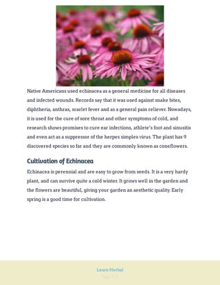 Page 133
Learn Herbal
Native Americans used echinacea as a general medicine for all diseases
and infected wounds. Records say that it was used against snake bites,
diphtheria, anthrax, scarlet fever and as a general pain reliever. Nowadays,
it is used for the cure of sore throat and other symptoms of cold, and
research shows promises to cure ear infections, athlete’s foot and sinusitis
and even act as a suppressor of the herpes simplex virus. The plant has 9
discovered species so far and they are commonly known as coneflowers.
Cultivation of Echinacea
Echinacea is perennial and are easy to grow from seeds. It is a very hardy
plant, and can survive quite a cold winter. It grows well in the garden and
the flowers are beautiful, giving your garden an aesthetic quality. Early
spring is a good time for cultivation.
 