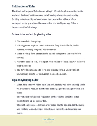 Page 140
Learn Herbal
Cultivation of Elder
The ideal soil to grow Elder is one with pH 5.5 to 6.5 and also moist, fertile
and well drained, but it does not mind having other values of acidity,
fertility or texture. If you have heard the rumor that elder prefers
swamped spots, you should be aware that it is totally wrong. Elder is
intolerant of bad drainage.
So here is the method for planting elder.
1. Plant seeds in the spring.
2. It is suggested to plant them as soon as they are available, in the
nursery. Waiting long will kill the seeds.
3. Elder is really fond of fertilizers, so add compost to the soil before
sowing.
4. Plant the seeds 6 to 10 feet apart. Remember to leave about ¼ inch soil
over the seeds.
5. You have to annually add fertilizer at early spring. One pound of
ammonium nitrate for each plant is a good amount.
Tips on Growing Elder
Elder have shallow roots, so in the first season, you have to keep them
well-watered. Also, as mentioned earlier, a good drainage system is a
must.
They should be weeded regularly, or there is the threat of elder
plants taking up all the garden.
Through the roots, elder will grow more plants. You can dig them up
and replace to another spot or just mow them if you do not require
more.
 