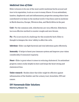Page 141
Learn Herbal
Medicinal Uses of Elder
Elder is known to be one of the most useful medicinal herbs around and
true to its reputation, it acts as a cure to many illness. It is an antioxidant,
laxative, diaphoretic and anti-inflammatory properties among others have
contributed to its fame in the medical world. It has been used in medicine
in North America, Europe, Western Asia, and North Africa in the past.
For the common cold, elderberries are very effective. Elderberry
tea is an effective method to counter coughs and sore throats.
Cold -
Flu is not much of a challenge for this wonderful herb. Elder is
thought to dampen the virus’ ability to affect the cells.
Flu -
Elder can fight bacterial and viral infections quite effectively.
Infections -
It helps to boost your immune system and improve your vision
considerably if consumed regularly.
Immunity -
Elder is great when it comes to reducing cholesterol. Its antioxidant
property comes really helpful in here and keeps the heart strong and
cholesterol-free.
Heart -
Studies show that elder might be effective against
inflammation of the bladder and the urinary tract, bronchitis, HIV and
cancer.
Under research -
DIY Homemade Elder Solutions
Elderberry Blossom Tea
 