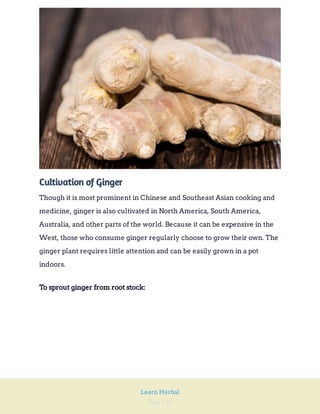 Page 146
Learn Herbal
Cultivation of Ginger
Though it is most prominent in Chinese and Southeast Asian cooking and
medicine, ginger is also cultivated in North America, South America,
Australia, and other parts of the world. Because it can be expensive in the
West, those who consume ginger regularly choose to grow their own. The
ginger plant requires little attention and can be easily grown in a pot
indoors.
To sprout ginger from root stock:
 