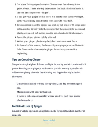 Page 147
Learn Herbal
1. Get some fresh ginger rhizomes. Choose ones that already have
growth buds. These are tiny protrusions that look like little horns at
the end of each piece or “finger”.
2. If you got your ginger from a store, it is best to soak them overnight,
as they have likely been treated with a growth retardant.
3. You can either plant the ginger in a shallow tub or pot with some good
potting soil or directly into the ground. Cut the ginger into pieces and
plant each piece 2 to 5 inches into the soil, about 6 to 8 inches apart.
4. Cover the ginger pieces lightly with soil.
5. Water your ginger plants regularly but don’t over soak them.
6. At the end of the season, the leaves of your ginger plants will start to
fade. You can then harvest the ginger for culinary use and for
replanting.
Tips on Growing Ginger
Ginger is a tropical plant. It loves sunlight, humidity, and rich, moist soils. If
you’re keeping your ginger plant indoors, put it in a sunny spot where it
will receive plenty of sun in the morning and dappled sunlight in the
afternoon.
Ginger is not suited to frost, strong winds, and dry or waterlogged
soil.
Mix compost with your potting soil.
If there is not enough humidity where you live, mist your ginger
plants regularly.
Medicinal Uses of Ginger
Ginger is widely known as an herbal remedy for an astounding number of
ailments.
 
