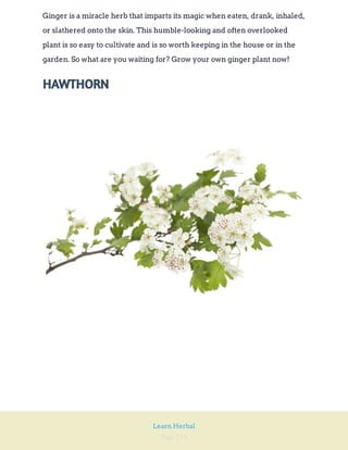 Page 154
Learn Herbal
Ginger is a miracle herb that imparts its magic when eaten, drank, inhaled,
or slathered onto the skin. This humble-looking and often overlooked
plant is so easy to cultivate and is so worth keeping in the house or in the
garden. So what are you waiting for? Grow your own ginger plant now!
HAWTHORN
 