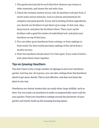 Page 156
Learn Herbal
1. The garden bed should be well tilled first. Remove any stones or
other materials, and loosen the soil with a hoe.
2. Check the nutrient content of your soil. As hawthorn will give fruit, it
needs some excess minerals, such as calcium and potassium for
complete and good growth. If your soil is lacking of these ingredients,
you should use fertilizers to get them up to range. In that case, dig a
deep trench, and place the fertilizers there. Then cover up the
fertilizer with a good few inches of unfertilized soil, and plant your
hawthorn on top of this layer.
3. You can either grow hawthorns from cuttings, or from saplings or
from seeds. For best results purchase saplings of the shrub from a
nearby nursery
4. Plant the hawthorn shrubs about 1 to 2 feet apart. If you wish to build a
wall, plant them closer together.
Tips on Growing Hawthorn
You don’t have to buy a large number of saplings to start your hawthorn
garden. Just buy one. As it grows, you can take cuttings from this hawthorn
shrub to get more shrubs. This is cost effective, and does not harm the
plant in any way.
Hawthorns are thorny bushes that can easily deter large wildlife, such as
deer. You can easily use hawthorn to make an impenetrable outer wall for
your garden. Plant your hawthorn cuttings around the perimeter of your
garden and slowly build up this amazing fencing option.
 