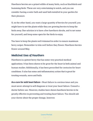 Page 157
Learn Herbal
Hawthorn berries are a prized edible of many birds, such as blackbirds and
humming birds. These are very entertaining to watch, and you can
consider having a water bath and sand bath installed in your garden for
their pleasure.
If, on the other hand, you want a large quantity of berries for yourself, you
might have to net the plants while they are growing berries to keep the
birds away. One solution is to have a few hawthorn shrubs, and to net some
for yourself, and keep some open for the birds to enjoy.
You have to keep the plants well-trimmed in order to ensure maximum
berry output. Remember to trim well before they flower. Hawthorn berries
flower around May.
Medicinal Uses of Hawthorn
Hawthorn is a potent berry that has some very practical medical
applications. It has been shown to be great for the heart in both animal and
human studies. Additionally, it has been prescribed for centuries for heart
conditions. It also has some anti-inflammatory action that is great for
treating wounds, sores and boils.
Heart failure is a serious issue and you
must never attempt to self-diagnose or treat your heart failure. Consult a
doctor before use. However, studies have shown hawthorn berries to be
greatly effective in preventing and treating heart failure. You should ask
your doctor about the proper dosage, however.
As a cure for mild heart failure -
 