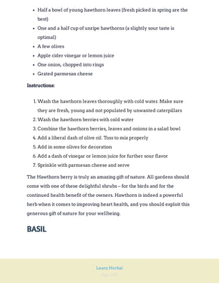 Page 160
Learn Herbal
Half a bowl of young hawthorn leaves (fresh picked in spring are the
best)
One and a half cup of unripe hawthorns (a slightly sour taste is
optimal)
A few olives
Apple cider vinegar or lemon juice
One onion, chopped into rings
Grated parmesan cheese
Instructions:
1. Wash the hawthorn leaves thoroughly with cold water. Make sure
they are fresh, young and not populated by unwanted caterpillars
2. Wash the hawthorn berries with cold water
3. Combine the hawthorn berries, leaves and onions in a salad bowl
4. Add a liberal dash of olive oil. Toss to mix properly
5. Add in some olives for decoration
6. Add a dash of vinegar or lemon juice for further sour flavor
7. Sprinkle with parmesan cheese and serve
The Hawthorn berry is truly an amazing gift of nature. All gardens should
come with one of these delightful shrubs – for the birds and for the
continued health benefit of the owners. Hawthorn is indeed a powerful
herb when it comes to improving heart health, and you should exploit this
generous gift of nature for your wellbeing.
BASIL
 