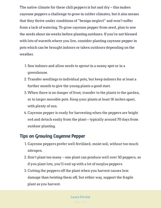 Page 168
Learn Herbal
The native climate for these chili peppers is hot and dry – this makes
cayenne peppers a challenge to grow in colder climates, but it also means
that they thrive under conditions of “benign neglect” and won’t suffer
from a lack of watering. To grow cayenne pepper from seed, plan to sow
the seeds about six weeks before planting outdoors. If you’re not blessed
with lots of warmth where you live, consider planting cayenne pepper in
pots which can be brought indoors or taken outdoors depending on the
weather.
1. Sow indoors and allow seeds to sprout in a sunny spot or in a
greenhouse.
2. Transfer seedlings to individual pots, but keep indoors for at least a
further month to give the young plants a good start.
3. When there is no danger of frost, transfer to the plants to the garden,
or to larger movable pots. Keep your plants at least 18 inches apart,
with plenty of sun.
4. Cayenne pepper is ready for harvesting when the peppers are bright
red and detach easily from the plant – typically around 70 days from
outdoor planting.
Tips on Growing Cayenne Pepper
1. Cayenne peppers prefer well fertilized, moist soil, without too much
nitrogen.
2. Don’t plant too many – one plant can produce well over 50 peppers, so
if you plant lots, you’ll end up with a lot of surplus peppers.
3. Cutting the peppers off the plant when you harvest causes less
damage than twisting them off, but either way, support the fragile
plant as you harvest.
 