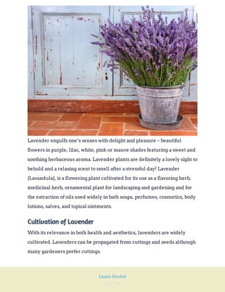 Page 186
Learn Herbal
Lavender engulfs one’s senses with delight and pleasure – beautiful
flowers in purple, lilac, white, pink or mauve shades featuring a sweet and
soothing herbaceous aroma. Lavender plants are definitely a lovely sight to
behold and a relaxing scent to smell after a stressful day! Lavender
(Lavandula), is a flowering plant cultivated for its use as a flavoring herb,
medicinal herb, ornamental plant for landscaping and gardening and for
the extraction of oils used widely in bath soaps, perfumes, cosmetics, body
lotions, salves, and topical ointments.
Cultivation of Lavender
With its relevance in both health and aesthetics, lavenders are widely
cultivated. Lavenders can be propagated from cuttings and seeds although
many gardeners prefer cuttings.
 