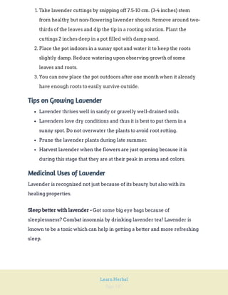 Page 187
Learn Herbal
1. Take lavender cuttings by snipping off 7.5-10 cm. (3-4 inches) stem
from healthy but non-flowering lavender shoots. Remove around two-
thirds of the leaves and dip the tip in a rooting solution. Plant the
cuttings 2 inches deep in a pot filled with damp sand.
2. Place the pot indoors in a sunny spot and water it to keep the roots
slightly damp. Reduce watering upon observing growth of some
leaves and roots.
3. You can now place the pot outdoors after one month when it already
have enough roots to easily survive outside.
Tips on Growing Lavender
Lavender thrives well in sandy or gravelly well-drained soils.
Lavenders love dry conditions and thus it is best to put them in a
sunny spot. Do not overwater the plants to avoid root rotting.
Prune the lavender plants during late summer.
Harvest lavender when the flowers are just opening because it is
during this stage that they are at their peak in aroma and colors.
Medicinal Uses of Lavender
Lavender is recognized not just because of its beauty but also with its
healing properties.
Got some big eye bags because of
sleeplessness? Combat insomnia by drinking lavender tea! Lavender is
known to be a tonic which can help in getting a better and more refreshing
sleep.
Sleep better with lavender -
 