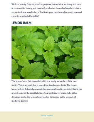 Page 192
Learn Herbal
With its beauty, fragrance and importance in medicine, culinary and even
in commercial beauty and personal products – Lavender has always been
recognized as a wonder herb! Cultivate your own lavender plants now and
enjoy its wonderful benefits!
LEMON BALM
The lemon balm (Melissa officinalis) is actually a member of the mint
family. This is an herb that is touted for its calming effects. The lemon
balm, with its delicately aromatic lemony smell and its soothing flavor, has
graced some of the most fabulous fragrant teas ever made. Like other
delicious mints, the lemon balm too has its lineage in the shrouds of
medieval Europe.
 