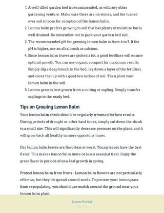 Page 194
Learn Herbal
1. A well tilled garden bed is recommended, as with any other
gardening venture. Make sure there are no stones, and the turned
over soil is loose for reception of the lemon balm.
2. Lemon balm prefers growing in soil that has plenty of moisture but is
well drained. So remember not to pack your garden bed soil.
3. The recommended pH for growing lemon balm is from 6 to 7. If the
pH is higher, use an alkali such as calcium.
4. Since lemon balm leaves are picked a lot, a good fertilizer will ensure
optimal growth. You can use organic compost for maximum results.
Simply dig a deep trench in the bed, lay down a layer of the fertilizer,
and cover that up with a good few inches of soil. Then plant your
lemon balm in the soil.
5. Lemon grass is best grown from a cutting or sapling. Simply transfer
saplings to the ready bed.
Tips on Growing Lemon Balm
Your lemon balm shrub should be regularly trimmed for best results.
During periods of drought or other hard times, simply cut down the shrub
to a small size. This will significantly decrease pressure on the plant, and it
will grow back all healthy in more opportune times.
Dry lemon balm leaves are flavorless at worst. Young leaves have the best
flavor. This makes lemon balm more or less a seasonal treat. Enjoy the
great flavor in periods of new leaf growth in spring.
Protect lemon balm from frosts - Lemon balm flowers are not particularly
effective, but they do spread around seeds. To prevent your lemongrass
from repopulating, you should use mulch around the ground near your
lemon balm plant.
 