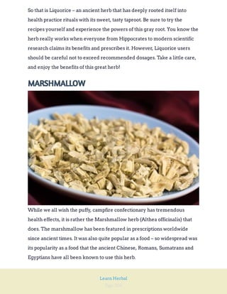 Page 206
Learn Herbal
So that is Liquorice – an ancient herb that has deeply rooted itself into
health practice rituals with its sweet, tasty taproot. Be sure to try the
recipes yourself and experience the powers of this gray root. You know the
herb really works when everyone from Hippocrates to modern scientific
research claims its benefits and prescribes it. However, Liquorice users
should be careful not to exceed recommended dosages. Take a little care,
and enjoy the benefits of this great herb!
MARSHMALLOW
While we all wish the puffy, campfire confectionary has tremendous
health effects, it is rather the Marshmallow herb (Althea officinalis) that
does. The marshmallow has been featured in prescriptions worldwide
since ancient times. It was also quite popular as a food – so widespread was
its popularity as a food that the ancient Chinese, Romans, Sumatrans and
Egyptians have all been known to use this herb.
 