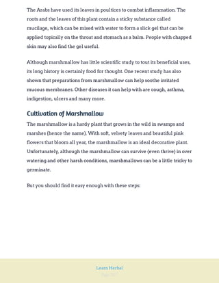 Page 207
Learn Herbal
The Arabs have used its leaves in poultices to combat inflammation. The
roots and the leaves of this plant contain a sticky substance called
mucilage, which can be mixed with water to form a slick gel that can be
applied topically on the throat and stomach as a balm. People with chapped
skin may also find the gel useful.
Although marshmallow has little scientific study to tout its beneficial uses,
its long history is certainly food for thought. One recent study has also
shown that preparations from marshmallow can help soothe irritated
mucous membranes. Other diseases it can help with are cough, asthma,
indigestion, ulcers and many more.
Cultivation of Marshmallow
The marshmallow is a hardy plant that grows in the wild in swamps and
marshes (hence the name). With soft, velvety leaves and beautiful pink
flowers that bloom all year, the marshmallow is an ideal decorative plant.
Unfortunately, although the marshmallow can survive (even thrive) in over
watering and other harsh conditions, marshmallows can be a little tricky to
germinate.
But you should find it easy enough with these steps:
 