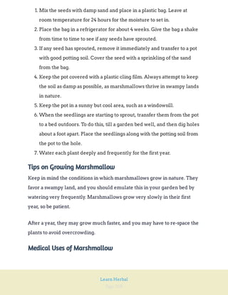Page 208
Learn Herbal
1. Mix the seeds with damp sand and place in a plastic bag. Leave at
room temperature for 24 hours for the moisture to set in.
2. Place the bag in a refrigerator for about 4 weeks. Give the bag a shake
from time to time to see if any seeds have sprouted.
3. If any seed has sprouted, remove it immediately and transfer to a pot
with good potting soil. Cover the seed with a sprinkling of the sand
from the bag.
4. Keep the pot covered with a plastic cling film. Always attempt to keep
the soil as damp as possible, as marshmallows thrive in swampy lands
in nature.
5. Keep the pot in a sunny but cool area, such as a windowsill.
6. When the seedlings are starting to sprout, transfer them from the pot
to a bed outdoors. To do this, till a garden bed well, and then dig holes
about a foot apart. Place the seedlings along with the potting soil from
the pot to the hole.
7. Water each plant deeply and frequently for the first year.
Tips on Growing Marshmallow
Keep in mind the conditions in which marshmallows grow in nature. They
favor a swampy land, and you should emulate this in your garden bed by
watering very frequently. Marshmallows grow very slowly in their first
year, so be patient.
After a year, they may grow much faster, and you may have to re-space the
plants to avoid overcrowding.
Medical Uses of Marshmallow
 