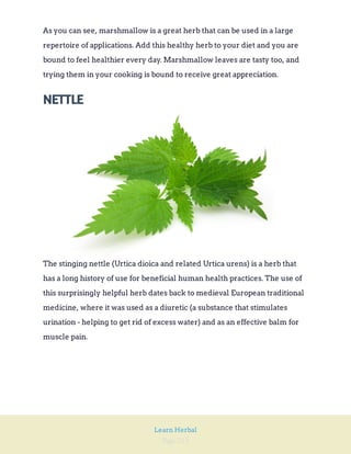 Page 213
Learn Herbal
As you can see, marshmallow is a great herb that can be used in a large
repertoire of applications. Add this healthy herb to your diet and you are
bound to feel healthier every day. Marshmallow leaves are tasty too, and
trying them in your cooking is bound to receive great appreciation.
NETTLE
The stinging nettle (Urtica dioica and related Urtica urens) is a herb that
has a long history of use for beneficial human health practices. The use of
this surprisingly helpful herb dates back to medieval European traditional
medicine, where it was used as a diuretic (a substance that stimulates
urination - helping to get rid of excess water) and as an effective balm for
muscle pain.
 