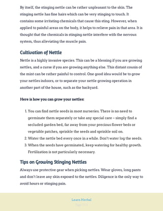 Page 214
Learn Herbal
By itself, the stinging nettle can be rather unpleasant to the skin. The
stinging nettle has fine hairs which can be very stinging to touch. It
contains some irritating chemicals that cause this sting. However, when
applied to painful areas on the body, it helps to relieve pain in that area. It is
thought that the chemicals in stinging nettle interfere with the nervous
system, thus alleviating the muscle pain.
Cultivation of Nettle
Nettle is a highly invasive species. This can be a blessing if you are growing
nettles, and a curse if you are growing anything else. This distant cousin of
the mint can be rather painful to control. One good idea would be to grow
your nettles indoors, or to separate your nettle growing operation in
another part of the house, such as the backyard.
Here is how you can grow your nettles:
1. You can find nettle seeds in most nurseries. There is no need to
germinate them separately or take any special care – simply find a
secluded garden bed, far away from your precious flower beds or
vegetable patches, sprinkle the seeds and sprinkle soil on.
2. Water the nettle bed every once in a while. Don’t water log the seeds.
3. When the seeds have germinated, keep watering for healthy growth.
Fertilization is not particularly necessary.
Tips on Growing Stinging Nettles
Always use protective gear when picking nettles. Wear gloves, long pants
and don’t leave any skin exposed to the nettles. Diligence is the only way to
avoid hours or stinging pain.
 