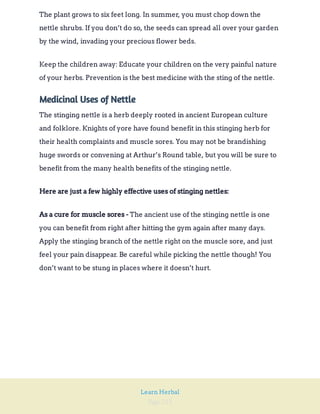 Page 215
Learn Herbal
The plant grows to six feet long. In summer, you must chop down the
nettle shrubs. If you don’t do so, the seeds can spread all over your garden
by the wind, invading your precious flower beds.
Keep the children away: Educate your children on the very painful nature
of your herbs. Prevention is the best medicine with the sting of the nettle.
Medicinal Uses of Nettle
The stinging nettle is a herb deeply rooted in ancient European culture
and folklore. Knights of yore have found benefit in this stinging herb for
their health complaints and muscle sores. You may not be brandishing
huge swords or convening at Arthur’s Round table, but you will be sure to
benefit from the many health benefits of the stinging nettle.
Here are just a few highly effective uses of stinging nettles:
The ancient use of the stinging nettle is one
you can benefit from right after hitting the gym again after many days.
Apply the stinging branch of the nettle right on the muscle sore, and just
feel your pain disappear. Be careful while picking the nettle though! You
don’t want to be stung in places where it doesn’t hurt.
As a cure for muscle sores -
 