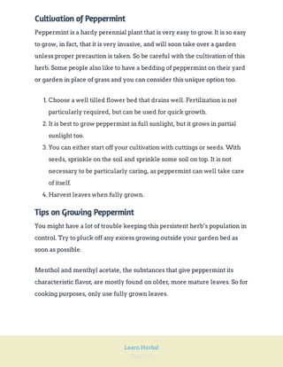 Page 221
Learn Herbal
Cultivation of Peppermint
Peppermint is a hardy perennial plant that is very easy to grow. It is so easy
to grow, in fact, that it is very invasive, and will soon take over a garden
unless proper precaution is taken. So be careful with the cultivation of this
herb. Some people also like to have a bedding of peppermint on their yard
or garden in place of grass and you can consider this unique option too.
1. Choose a well tilled flower bed that drains well. Fertilization is not
particularly required, but can be used for quick growth.
2. It is best to grow peppermint in full sunlight, but it grows in partial
sunlight too.
3. You can either start off your cultivation with cuttings or seeds. With
seeds, sprinkle on the soil and sprinkle some soil on top. It is not
necessary to be particularly caring, as peppermint can well take care
of itself.
4. Harvest leaves when fully grown.
Tips on Growing Peppermint
You might have a lot of trouble keeping this persistent herb’s population in
control. Try to pluck off any excess growing outside your garden bed as
soon as possible.
Menthol and menthyl acetate, the substances that give peppermint its
characteristic flavor, are mostly found on older, more mature leaves. So for
cooking purposes, only use fully grown leaves.
 