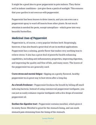 Page 222
Learn Herbal
It might be a good idea to grow peppermint in pots indoors. They thrive
well in indoor conditions – just give them a patch of sunlight. This ensures
that your garden is not overrun with peppermint.
Peppermint has been known to deter insects, and you can even use a
peppermint spray to ward off insects from other plants. So not much
attention is needed for pests, except caterpillars – which grow into very
beautiful butterflies.
Medicinal Uses of Peppermint
Peppermint is, of course, a very popular kitchen herb. Surprisingly,
however, it has also found a great deal of use in medical applications.
Peppermint has a calming, gentle flavor that makes very soothing teas to
relieve stress. It also has a great deal of powerful health enhancing
capabilities, including anti-inflammatory properties, improving digestion,
and improving the quality and flow of bile, and many more. The leaves of
the peppermint tea are generally used.
Sipping on a gently flavored, healthy
peppermint tea is great way to bust stress after a long day.
Cures stress and mental fatigue -
Peppermint freshens the breath by killing off smell
inducing bacteria. Instead of using commercial peppermint toothpaste, you
can just as easily enhance regular toothpaste with a few drops of essential
peppermint oil.
As a breath freshener -
Peppermint contains menthol, which gives it
its minty flavor. Menthol is great for the stomach lining, and can sooth
stomach pain stemming from the lining of the stomach.
Soothes the digestive tract -
 