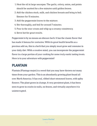 Page 226
Learn Herbal
1. Heat the oil in large saucepan. The garlic, celery, onion, and potato
should be sautéed for a few minutes until golden brown.
2. Add the chicken stock, milk, and chicken breasts and bring to boil.
Simmer for 15 minutes.
3. Add the peppermint leaves to the mixture.
4. Stir thoroughly, and boil for around 7 minutes.
5. Pour in the sour cream and whip up a creamy consistency.
6. Serve hot for great results.
Peppermint is by no means an obscure herb. It has the classic flavor that
has made it famous for centuries. With its great health benefits as a
precious add on, this is a herb that you simply must grow and consume in
your daily diet. With a creative mind, you can incorporate the peppermint
flavor in a large portion of your cooking for some truly exotic tasting treats.
Here is to your adventure with peppermint!
PLANTAIN
Plantain (Plantago major) is a weed that you may have thrown out many
times from your garden. This is an abundantly growing plant found all
over North America. It has oval, ribbed short-stemmed leaves, with spiky
flowers. The plant grows in clumps. A very persistent plant, it has been
seen to grow in cracks in walls, on fences, and virtually anywhere it is
uninterrupted.
 