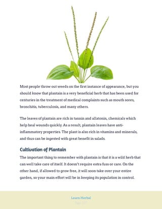 Page 227
Learn Herbal
Most people throw out weeds on the first instance of appearance, but you
should know that plantain is a very beneficial herb that has been used for
centuries in the treatment of medical complaints such as mouth sores,
bronchitis, tuberculosis, and many others.
The leaves of plantain are rich in tannin and allatonin, chemicals which
help heal wounds quickly. As a result, plantain leaves have anti-
inflammatory properties. The plant is also rich in vitamins and minerals,
and thus can be ingested with great benefit in salads.
Cultivation of Plantain
The important thing to remember with plantain is that it is a wild herb that
can well take care of itself. It doesn’t require extra fuss or care. On the
other hand, if allowed to grow free, it will soon take over your entire
garden, so your main effort will be in keeping its population in control.
 