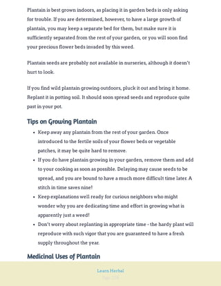 Page 228
Learn Herbal
Plantain is best grown indoors, as placing it in garden beds is only asking
for trouble. If you are determined, however, to have a large growth of
plantain, you may keep a separate bed for them, but make sure it is
sufficiently separated from the rest of your garden, or you will soon find
your precious flower beds invaded by this weed.
Plantain seeds are probably not available in nurseries, although it doesn’t
hurt to look.
If you find wild plantain growing outdoors, pluck it out and bring it home.
Replant it in potting soil. It should soon spread seeds and reproduce quite
past in your pot.
Tips on Growing Plantain
Keep away any plantain from the rest of your garden. Once
introduced to the fertile soils of your flower beds or vegetable
patches, it may be quite hard to remove.
If you do have plantain growing in your garden, remove them and add
to your cooking as soon as possible. Delaying may cause seeds to be
spread, and you are bound to have a much more difficult time later. A
stitch in time saves nine!
Keep explanations well ready for curious neighbors who might
wonder why you are dedicating time and effort in growing what is
apparently just a weed!
Don’t worry about replanting in appropriate time - the hardy plant will
reproduce with such vigor that you are guaranteed to have a fresh
supply throughout the year.
Medicinal Uses of Plantain
 