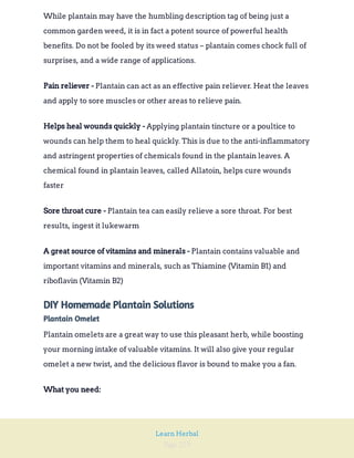 Page 229
Learn Herbal
While plantain may have the humbling description tag of being just a
common garden weed, it is in fact a potent source of powerful health
benefits. Do not be fooled by its weed status – plantain comes chock full of
surprises, and a wide range of applications.
Plantain can act as an effective pain reliever. Heat the leaves
and apply to sore muscles or other areas to relieve pain.
Pain reliever -
Applying plantain tincture or a poultice to
wounds can help them to heal quickly. This is due to the anti-inflammatory
and astringent properties of chemicals found in the plantain leaves. A
chemical found in plantain leaves, called Allatoin, helps cure wounds
faster
Helps heal wounds quickly -
Plantain tea can easily relieve a sore throat. For best
results, ingest it lukewarm
Sore throat cure -
Plantain contains valuable and
important vitamins and minerals, such as Thiamine (Vitamin B1) and
riboflavin (Vitamin B2)
A great source of vitamins and minerals -
DIY Homemade Plantain Solutions
Plantain Omelet
Plantain omelets are a great way to use this pleasant herb, while boosting
your morning intake of valuable vitamins. It will also give your regular
omelet a new twist, and the delicious flavor is bound to make you a fan.
What you need:
 