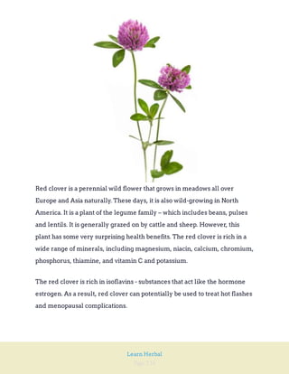 Page 234
Learn Herbal
Red clover is a perennial wild flower that grows in meadows all over
Europe and Asia naturally. These days, it is also wild-growing in North
America. It is a plant of the legume family – which includes beans, pulses
and lentils. It is generally grazed on by cattle and sheep. However, this
plant has some very surprising health benefits. The red clover is rich in a
wide range of minerals, including magnesium, niacin, calcium, chromium,
phosphorus, thiamine, and vitamin C and potassium.
The red clover is rich in isoflavins - substances that act like the hormone
estrogen. As a result, red clover can potentially be used to treat hot flashes
and menopausal complications.
 