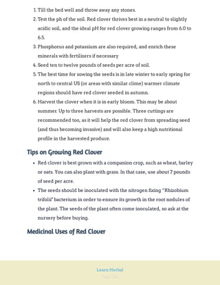 Page 236
Learn Herbal
1. Till the bed well and throw away any stones.
2. Test the ph of the soil. Red clover thrives best in a neutral to slightly
acidic soil, and the ideal pH for red clover growing ranges from 6.0 to
6.5.
3. Phosphorus and potassium are also required, and enrich these
minerals with fertilizers if necessary
4. Seed ten to twelve pounds of seeds per acre of soil.
5. The best time for sowing the seeds is in late winter to early spring for
north to central US (or areas with similar clime) warmer climate
regions should have red clover seeded in autumn.
6. Harvest the clover when it is in early bloom. This may be about
summer. Up to three harvests are possible. Three cuttings are
recommended too, as it will help the red clover from spreading seed
(and thus becoming invasive) and will also keep a high nutritional
profile in the harvested produce.
Tips on Growing Red Clover
Red clover is best grown with a companion crop, such as wheat, barley
or oats. You can also plant with grass. In that case, use about 7 pounds
of seed per acre.
The seeds should be inoculated with the nitrogen fixing “Rhizobium
trifolii" bacterium in order to ensure its growth in the root nodules of
the plant. The seeds of the plant often come inoculated, so ask at the
nursery before buying.
Medicinal Uses of Red Clover
 