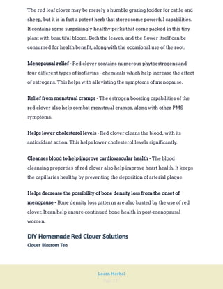 Page 237
Learn Herbal
The red leaf clover may be merely a humble grazing fodder for cattle and
sheep, but it is in fact a potent herb that stores some powerful capabilities.
It contains some surprisingly healthy perks that come packed in this tiny
plant with beautiful bloom. Both the leaves, and the flower itself can be
consumed for health benefit, along with the occasional use of the root.
Red clover contains numerous phytoestrogens and
four different types of isoflavins - chemicals which help increase the effect
of estrogens. This helps with alleviating the symptoms of menopause.
Menopausal relief -
The estrogen boosting capabilities of the
red clover also help combat menstrual cramps, along with other PMS
symptoms.
Relief from menstrual cramps -
Red clover cleans the blood, with its
antioxidant action. This helps lower cholesterol levels significantly.
Helps lower cholesterol levels -
The blood
cleansing properties of red clover also help improve heart health. It keeps
the capillaries healthy by preventing the deposition of arterial plaque.
Cleanses blood to help improve cardiovascular health -
Bone density loss patterns are also busted by the use of red
clover. It can help ensure continued bone health in post-menopausal
women.
Helps decrease the possibility of bone density loss from the onset of
menopause -
DIY Homemade Red Clover Solutions
Clover Blossom Tea
 