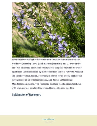 Page 241
Learn Herbal
The name rosemary (Rosmarinus officinalis) is derived from the Latin
words ros (meaning “dew”) and marinus (meaning “sea”). “Dew of the
sea” was so named because in some places, the plant required no water
apart from the mist carried by the breeze from the sea. Native to Asia and
the Mediterranean region, rosemary is known for its sweet, herbaceous
flavor, its use as an ornamental plant, and its role in traditional
Mediterranean cuisine. The rosemary plant is a woody, aromatic shrub
with blue, purple, or white flowers and leaves like pine needles.
Cultivation of Rosemary
 