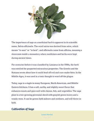 Page 248
Learn Herbal
The importance of sage as a medicinal herb is apparent in its scientific
name, Salvia officinalis. The word salvia was derived from salve, which
means “to save” or “to heal”, and officinalis came from officina, meaning a
storeroom inside a monastery where medicines and herbs were kept
during ancient times.
For centuries before it was classified by Linnaeus in the 1700s, the herb
was extolled for purported miraculous properties. The Greeks and the
Romans wrote about how it could fend off evil and cure snake bites. In the
Middle Ages, it was used in a tonic thought to ward off the plague.
Today, sage is a staple in many European, North American, and Middle
Eastern kitchens. It has a soft, earthy, and slightly sweet flavor that
enhances meats and goes well with cheese, fish, and vegetables. The sage
plant is a low-growing perennial shrub with grayish green leaves and a
woody stem. It can be grown both indoors and outdoors, and will thrive in
both.
Cultivation of Sage
 