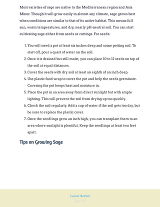 Page 249
Learn Herbal
Most varieties of sage are native to the Mediterranean region and Asia
Minor. Though it will grow easily in almost any climate, sage grows best
when conditions are similar to that of its native habitat. This means full
sun, warm temperatures, and dry, nearly pH-neutral soil. You can start
cultivating sage either from seeds or cuttings. For seeds:
1. You will need a pot at least six inches deep and some potting soil. To
start off, pour a quart of water on the soil.
2. Once it is drained but still moist, you can place 10 to 12 seeds on top of
the soil at equal distances.
3. Cover the seeds with dry soil at least an eighth of an inch deep.
4. Use plastic food wrap to cover the pot and help the seeds germinate.
Covering the pot keeps heat and moisture in.
5. Place the pot in an area away from direct sunlight but with ample
lighting. This will prevent the soil from drying up too quickly.
6. Check the soil regularly. Add a cup of water if the soil gets too dry, but
be sure to replace the plastic cover.
7. Once the seedlings grow an inch high, you can transplant them to an
area where sunlight is plentiful. Keep the seedlings at least two feet
apart.
Tips on Growing Sage
 