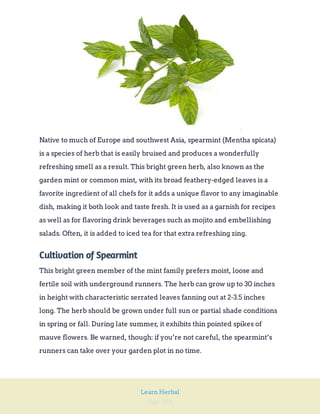 Page 255
Learn Herbal
Native to much of Europe and southwest Asia, spearmint (Mentha spicata)
is a species of herb that is easily bruised and produces a wonderfully
refreshing smell as a result. This bright green herb, also known as the
garden mint or common mint, with its broad feathery-edged leaves is a
favorite ingredient of all chefs for it adds a unique flavor to any imaginable
dish, making it both look and taste fresh. It is used as a garnish for recipes
as well as for flavoring drink beverages such as mojito and embellishing
salads. Often, it is added to iced tea for that extra refreshing zing.
Cultivation of Spearmint
This bright green member of the mint family prefers moist, loose and
fertile soil with underground runners. The herb can grow up to 30 inches
in height with characteristic serrated leaves fanning out at 2-3.5 inches
long. The herb should be grown under full sun or partial shade conditions
in spring or fall. During late summer, it exhibits thin pointed spikes of
mauve flowers. Be warned, though: if you’re not careful, the spearmint’s
runners can take over your garden plot in no time.
 