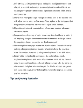 Page 256
Learn Herbal
1. Buy a fresh, healthy mother plant from your local grocery store and
place it in a pot. Growing mint from seeds is extremely difficult, so
unless you’re prepared to dedicate significant time and effort into it,
don’t even try.
2. Make sure your pot is large enough and has a hole at the bottom. This
will allow excess water to flow away. Place a plate at the bottom so that
the plant can absorb the leftover water again when needed.
3. Place the pot where it can get plenty of morning sun and adequate
afternoon shade.
4. Spearmint needs plenty of water to survive. You don’t have to water it
all day long, but you want to make sure that the soil is always humid.
Remember, a thirsty spearmint is a dead spearmint.
5. Harvest spearmint sprigs before the plant flowers. You can do this by
cutting off spearmint sprigs (quarter of an inch above the junction)
from the mother plant and placing them in glasses filled with water.
6. Small white roots should grow under the water after a week.
Replenish the glasses with water when needed. Wait for the roots to
grow to a decent length and when it is long enough, take the sprig out
of the water and plant it in another pot. Do this for all your sprigs and
you should be on your way to being the owner of a fragrant spearmint
garden paradise.
Tips on Growing Spearmint
 