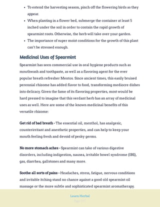 Page 257
Learn Herbal
To extend the harvesting season, pinch off the flowering birds as they
appear.
When planting in a flower bed, submerge the container at least 5
inched under the soil in order to contain the rapid growth of
spearmint roots. Otherwise, the herb will take over your garden.
The importance of super moist conditions for the growth of this plant
can’t be stressed enough.
Medicinal Uses of Spearmint
Spearmint has seen commercial use in oral hygiene products such as
mouthwash and toothpaste, as well as a flavoring agent for the ever
popular breath refresher Mentos. Since ancient times, this easily bruised
perennial rhizome has added flavor to food, transforming mediocre dishes
into delicacy. Given the fame of its flavoring properties, most would be
hard pressed to imagine that this verdant herb has an array of medicinal
uses as well. Here are some of the known medicinal benefits of this
versatile rhizome:
The essential oil, menthol, has analgesic,
counterirritant and anesthetic properties, and can help to keep your
mouth feeling fresh and devoid of pesky germs.
Get rid of bad breath -
Spearmint can take of various digestive
disorders, including indigestion, nausea, irritable bowel syndrome (IBS),
gas, diarrhea, gallstones and many more.
No more stomach aches -
Headaches, stress, fatigue, nervous conditions
and irritable itching stand no chance against a good old spearmint oil
massage or the more subtle and sophisticated spearmint aromatherapy.
Soothe all sorts of pains -
 