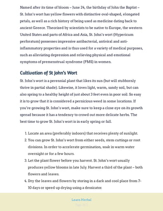 Page 262
Learn Herbal
Named after its time of bloom – June 24, the birthday of John the Baptist –
St. John’s wort has yellow flowers with distinctive oval-shaped, elongated
petals, as well as a rich history of being used as medicine dating back to
ancient Greece. Theorized by scientists to be native to Europe, the western
United States and parts of Africa and Asia, St. John’s wort (Hypericum
perforatum) possesses impressive antibacterial, antiviral and anti-
inflammatory properties and is thus used for a variety of medical purposes,
such as alleviating depression and relieving physical and emotional
symptoms of premenstrual syndrome (PMS) in women.
Cultivation of St John’s Wort
St. John’s wort is a perennial plant that likes its sun (but will stubbornly
thrive in partial shade). Likewise, it loves light, warm, sandy soil, but can
also spring to a healthy height of just about 3 feet even in poor soil. So easy
it is to grow that it is considered a pernicious weed in some locations. If
you’re growing St. John’s wort, make sure to keep a close eye on its growth
spread because it has a tendency to crowd out more delicate herbs. The
best time to grow St. John’s wort is in early spring or fall.
1. Locate an area (preferably indoors) that receives plenty of sunlight.
2. You can grow St. John’s wort from either seeds, stem cuttings or root
divisions. In order to accelerate germination, soak in warm water
overnight or for a few hours.
3. Let the plant flower before you harvest. St. John’s wort usually
produces yellow blooms in late July. Harvest a third of the plant – both
flowers and leaves.
4. Dry the leaves and flowers by storing in a dark and cool place from 7-
10 days or speed up drying using a dessicator.
 