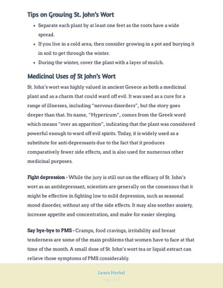 Page 263
Learn Herbal
Tips on Growing St. John’s Wort
Separate each plant by at least one feet as the roots have a wide
spread.
If you live in a cold area, then consider growing in a pot and burying it
in soil to get through the winter.
During the winter, cover the plant with a layer of mulch.
Medicinal Uses of St John’s Wort
St. John’s wort was highly valued in ancient Greece as both a medicinal
plant and as a charm that could ward off evil. It was used as a cure for a
range of illnesses, including “nervous disorders”, but the story goes
deeper than that. Its name, “Hypericum”, comes from the Greek word
which means “over an apparition”, indicating that the plant was considered
powerful enough to ward off evil spirits. Today, it is widely used as a
substitute for anti-depressants due to the fact that it produces
comparatively fewer side effects, and is also used for numerous other
medicinal purposes.
While the jury is still out on the efficacy of St. John’s
wort as an antidepressant, scientists are generally on the consensus that it
might be effective in fighting low to mild depression, such as seasonal
mood disorder, without any of the side effects. It may also soother anxiety,
increase appetite and concentration, and make for easier sleeping.
Fight depression -
Cramps, food cravings, irritability and breast
tenderness are some of the main problems that women have to face at that
time of the month. A small dose of St. John’s wort tea or liquid extract can
relieve those symptoms of PMS considerably.
Say bye-bye to PMS -
 