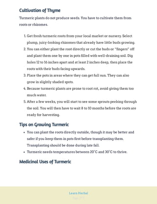 Page 275
Learn Herbal
Cultivation of Thyme
Turmeric plants do not produce seeds. You have to cultivate them from
roots or rhizomes.
1. Get fresh turmeric roots from your local market or nursery. Select
plump, juicy-looking rhizomes that already have little buds growing.
2. You can either plant the root directly or cut the buds or “fingers” off
and plant them one by one in pots filled with well-draining soil. Dig
holes 12 to 16 inches apart and at least 2 inches deep, then place the
roots with their buds facing upwards.
3. Place the pots in areas where they can get full sun. They can also
grow in slightly shaded spots.
4. Because turmeric plants are prone to root rot, avoid giving them too
much water.
5. After a few weeks, you will start to see some sprouts peeking through
the soil. You will then have to wait 8 to 10 months before the roots are
ready for harvesting.
Tips on Growing Turmeric
You can plant the roots directly outside, though it may be better and
safer if you keep them in pots first before transplanting them.
Transplanting should be done during late fall.
Turmeric needs temperatures between 20°C and 30°C to thrive.
Medicinal Uses of Turmeric
 