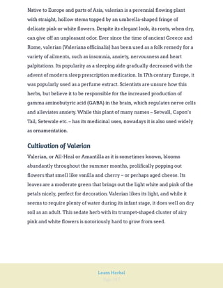 Page 283
Learn Herbal
Native to Europe and parts of Asia, valerian is a perennial flowing plant
with straight, hollow stems topped by an umbrella-shaped fringe of
delicate pink or white flowers. Despite its elegant look, its roots, when dry,
can give off an unpleasant odor. Ever since the time of ancient Greece and
Rome, valerian (Valeriana officinalis) has been used as a folk remedy for a
variety of ailments, such as insomnia, anxiety, nervousness and heart
palpitations. Its popularity as a sleeping aide gradually decreased with the
advent of modern sleep prescription medication. In 17th century Europe, it
was popularly used as a perfume extract. Scientists are unsure how this
herbs, but believe it to be responsible for the increased production of
gamma aminobutyric acid (GABA) in the brain, which regulates nerve cells
and alleviates anxiety. While this plant of many names – Setwall, Capon’s
Tail, Setewale etc. – has its medicinal uses, nowadays it is also used widely
as ornamentation.
Cultivation of Valerian
Valerian, or All-Heal or Amantilla as it is sometimes known, blooms
abundantly throughout the summer months, prolifically popping out
flowers that smell like vanilla and cherry – or perhaps aged cheese. Its
leaves are a moderate green that brings out the light white and pink of the
petals nicely, perfect for decoration. Valerian likes its light, and while it
seems to require plenty of water during its infant stage, it does well on dry
soil as an adult. This sedate herb with its trumpet-shaped cluster of airy
pink and white flowers is notoriously hard to grow from seed.
 