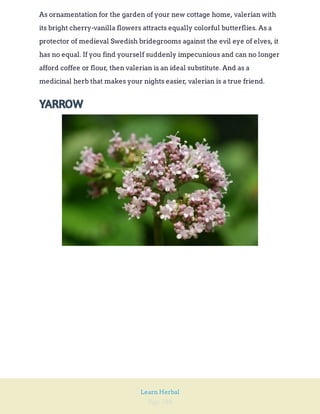 Page 288
Learn Herbal
As ornamentation for the garden of your new cottage home, valerian with
its bright cherry-vanilla flowers attracts equally colorful butterflies. As a
protector of medieval Swedish bridegrooms against the evil eye of elves, it
has no equal. If you find yourself suddenly impecunious and can no longer
afford coffee or flour, then valerian is an ideal substitute. And as a
medicinal herb that makes your nights easier, valerian is a true friend.
YARROW
 