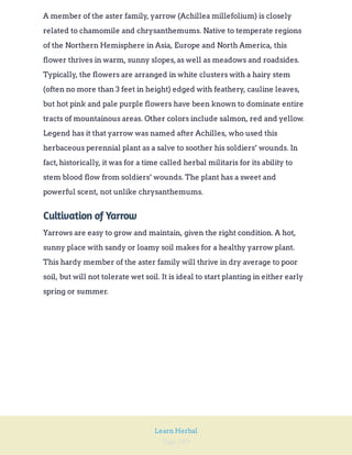Page 289
Learn Herbal
A member of the aster family, yarrow (Achillea millefolium) is closely
related to chamomile and chrysanthemums. Native to temperate regions
of the Northern Hemisphere in Asia, Europe and North America, this
flower thrives in warm, sunny slopes,as well as meadows and roadsides.
Typically, the flowers are arranged in white clusters with a hairy stem
(often no more than 3 feet in height) edged with feathery, cauline leaves,
but hot pink and pale purple flowers have been known to dominate entire
tracts of mountainous areas. Other colors include salmon, red and yellow.
Legend has it that yarrow was named after Achilles, who used this
herbaceous perennial plant as a salve to soother his soldiers’ wounds. In
fact,historically, it was for a time called herbal militaris for its ability to
stem blood flow from soldiers’ wounds. The plant has a sweet and
powerful scent, not unlike chrysanthemums.
Cultivation of Yarrow
Yarrows are easy to grow and maintain, given the right condition. A hot,
sunny place with sandy or loamy soil makes for a healthy yarrow plant.
This hardy member of the aster family will thrive in dry average to poor
soil, but will not tolerate wet soil. It is ideal to start planting in either early
spring or summer.
 