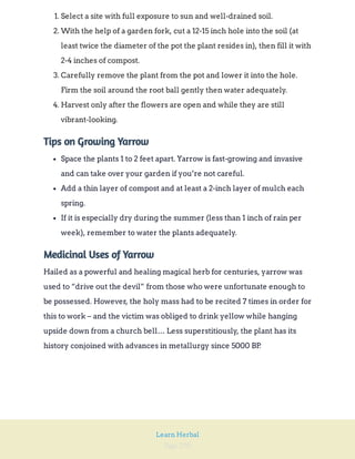 Page 290
Learn Herbal
1. Select a site with full exposure to sun and well-drained soil.
2. With the help of a garden fork, cut a 12-15 inch hole into the soil (at
least twice the diameter of the pot the plant resides in), then fill it with
2-4 inches of compost.
3. Carefully remove the plant from the pot and lower it into the hole.
Firm the soil around the root ball gently then water adequately.
4. Harvest only after the flowers are open and while they are still
vibrant-looking.
Tips on Growing Yarrow
Space the plants 1 to 2 feet apart. Yarrow is fast-growing and invasive
and can take over your garden if you’re not careful.
Add a thin layer of compost and at least a 2-inch layer of mulch each
spring.
If it is especially dry during the summer (less than 1 inch of rain per
week), remember to water the plants adequately.
Medicinal Uses of Yarrow
Hailed as a powerful and healing magical herb for centuries, yarrow was
used to “drive out the devil” from those who were unfortunate enough to
be possessed. However, the holy mass had to be recited 7 times in order for
this to work – and the victim was obliged to drink yellow while hanging
upside down from a church bell… Less superstitiously, the plant has its
history conjoined with advances in metallurgy since 5000 BP
.
 