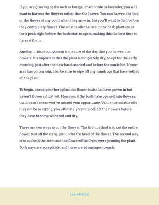 Page 51
Learn Herbal
If you are growing herbs such as borage, chamomile or lavender, you will
want to harvest the flowers rather than the leaves. You can harvest the bud
or the flower at any point when they grow in, but you’ll want to do it before
they completely flower. The volatile oils that are in the herb plant are at
their peak right before the buds start to open, making this the best time to
harvest them.
Another critical component is the time of the day that you harvest the
flowers. It’s important that the plant is completely dry, so opt for the early
morning, just after the dew has dissolved and before the sun is hot. If your
area has gotten rain, also be sure to wipe off any raindrops that have settled
on the plant.
To begin, check your herb plant for flower buds that have grown in but
haven’t flowered just yet. However, if the buds have opened into flowers,
that doesn’t mean you’ve missed your opportunity. While the volatile oils
may not be as strong,you ultimately want to collect the flowers before
they have become withered and dry.
There are two ways to cut the flowers. The first method is to cut the entire
flower bud off the stem, just under the head of the flower. The second way
is to cut both the stem and the flower off as if you were pruning the plant.
Both ways are acceptable, and there are advantages to each.
 