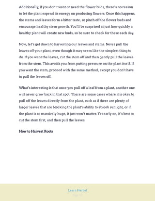 Page 53
Learn Herbal
Additionally, if you don’t want or need the flower buds, there’s no reason
to let the plant expend its energy on producing flowers. Once this happens,
the stems and leaves form a bitter taste, so pinch off the flower buds and
encourage healthy stem growth. You’ll be surprised at just how quickly a
healthy plant will create new buds, so be sure to check for these each day.
Now, let’s get down to harvesting our leaves and stems. Never pull the
leaves off your plant, even though it may seem like the simplest thing to
do. If you want the leaves, cut the stem off and then gently pull the leaves
from the stem. This avoids you from putting pressure on the plant itself. If
you want the stem, proceed with the same method, except you don’t have
to pull the leaves off.
What’s interesting is that once you pull off a leaf from a plant, another one
will never grow back in that spot. There are some cases where it is okay to
pull off the leaves directly from the plant, such as if there are plenty of
larger leaves that are blocking the plant’s ability to absorb sunlight, or if
the plant is so massively huge, it just won’t matter. Yet early on, it’s best to
cut the stem first, and then pull the leaves.
How to Harvest Roots
 