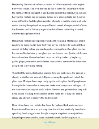 Page 54
Learn Herbal
Harvesting the roots of an herb plant is a bit different than harvesting the
flowers or leaves. The ideal time to do this is in the fall since this is when
the roots are their strongest. If you happen to miss this period, you can also
harvest the roots in the springtime before new growth starts, but it can be
more difficult to find the plant. Another obstacle is that the roots tend to be
wetter during the springtime, so you’ll need to wait a longer period of time
for the roots to dry. The only stipulation for fall root harvesting is to wait
until the foliage has died off.
Harvesting roots requires patience and a little digging. Most plants aren’t
ready to be harvested in their first year, so you will have to wait until their
second birthday before you can begin harvesting them. One plant you can
harvest earlier is chicory; one plant you can harvest later (in the third year)
is marshmallow. Most other herb roots, including barberry, bayberry,
garlic, ginger, stone root and valerian root are best harvested in the second
year, in the fall or early spring.
To collect the roots, start with a spading fork and make sure the ground is
slightly moist but not saturated. Dig deep using the spade and cut off the
plant tops. Most gardeners opt to dig up the entire plant, but if you plan on
having the herb come back next year, make sure to replant a hefty part of
the root so that it can grow back. When the roots are gathered up, they will
need a good washing. You can rinse off the roots, but if they still aren’t
clean, use a brush to remove the built-up dirt.
Once clean, hang the roots to dry. Some herbs have thick roots, such as
Liquorice and burdock, so you may have to cut them vertically in order to
speed up the drying process. People are quite surprised to see just how
long this process can take; some roots take weeks to thoroughly dry.
 