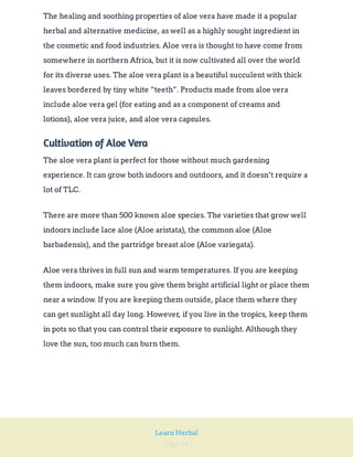 Page 84
Learn Herbal
The healing and soothing properties of aloe vera have made it a popular
herbal and alternative medicine, as well as a highly sought ingredient in
the cosmetic and food industries. Aloe vera is thought to have come from
somewhere in northern Africa, but it is now cultivated all over the world
for its diverse uses. The aloe vera plant is a beautiful succulent with thick
leaves bordered by tiny white “teeth”. Products made from aloe vera
include aloe vera gel (for eating and as a component of creams and
lotions), aloe vera juice, and aloe vera capsules.
Cultivation of Aloe Vera
The aloe vera plant is perfect for those without much gardening
experience. It can grow both indoors and outdoors, and it doesn’t require a
lot of TLC.
There are more than 500 known aloe species. The varieties that grow well
indoors include lace aloe (Aloe aristata), the common aloe (Aloe
barbadensis), and the partridge breast aloe (Aloe variegata).
Aloe vera thrives in full sun and warm temperatures. If you are keeping
them indoors, make sure you give them bright artificial light or place them
near a window. If you are keeping them outside, place them where they
can get sunlight all day long. However, if you live in the tropics, keep them
in pots so that you can control their exposure to sunlight. Although they
love the sun, too much can burn them.
 