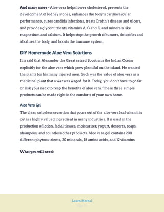 Page 87
Learn Herbal
Aloe vera helps lower cholesterol, prevents the
development of kidney stones, enhances the body’s cardiovascular
performance, cures candida infections, treats Crohn’s disease and ulcers,
and provides glyconutrients,vitamins A, C and E, and minerals like
magnesium and calcium. It helps stop the growth of tumors, detoxifies and
alkalizes the body, and boosts the immune system.
And many more -
DIY Homemade Aloe Vera Solutions
It is said that Alexander the Great seized Socotra in the Indian Ocean
explicitly for the aloe vera which grew plentiful on the island. He wanted
the plants for his many injured men. Such was the value of aloe vera as a
medicinal plant that a war was waged for it. Today, you don’t have to go far
or risk your neck to reap the benefits of aloe vera. These three simple
products can be made right in the comforts of your own home.
Aloe Vera Gel
The clear, colorless secretion that pours out of the aloe vera leaf when it is
cut is a highly valued ingredient in many industries. It is used in the
production of lotion, facial tissues, moisturizer, yogurt, desserts, soaps,
shampoos, and countless other products. Aloe vera gel contains 200
different phytonutrients, 20 minerals, 18 amino acids, and 12 vitamins.
What you will need:
 