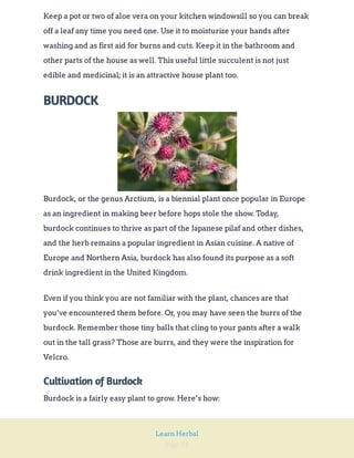 Page 91
Learn Herbal
Keep a pot or two of aloe vera on your kitchen windowsill so you can break
off a leaf any time you need one. Use it to moisturize your hands after
washing and as first aid for burns and cuts. Keep it in the bathroom and
other parts of the house as well. This useful little succulent is not just
edible and medicinal; it is an attractive house plant too.
BURDOCK
Burdock, or the genus Arctium, is a biennial plant once popular in Europe
as an ingredient in making beer before hops stole the show. Today,
burdock continues to thrive as part of the Japanese pilaf and other dishes,
and the herb remains a popular ingredient in Asian cuisine. A native of
Europe and Northern Asia, burdock has also found its purpose as a soft
drink ingredient in the United Kingdom.
Even if you think you are not familiar with the plant, chances are that
you’ve encountered them before. Or, you may have seen the burrs of the
burdock. Remember those tiny balls that cling to your pants after a walk
out in the tall grass? Those are burrs, and they were the inspiration for
Velcro.
Cultivation of Burdock
Burdock is a fairly easy plant to grow. Here’s how:
 